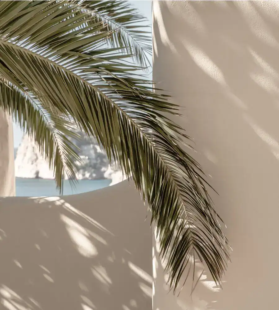 Palm leaves casting soft shadows against a light-colored wall with ocean view.