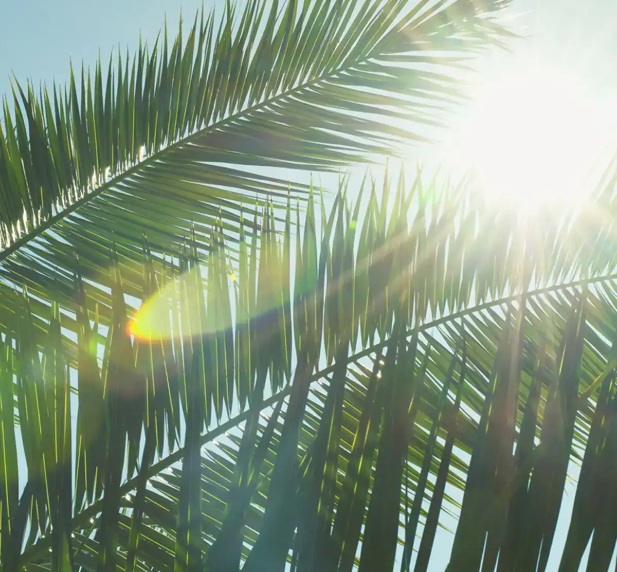 green palm leaf with sunlight filtering through for wellness theme