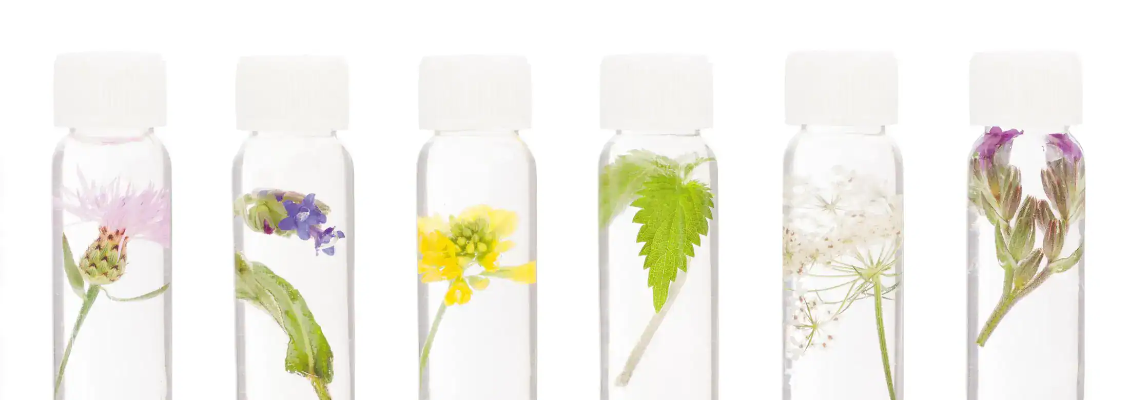 Glass vials containing natural herbs and plant extracts